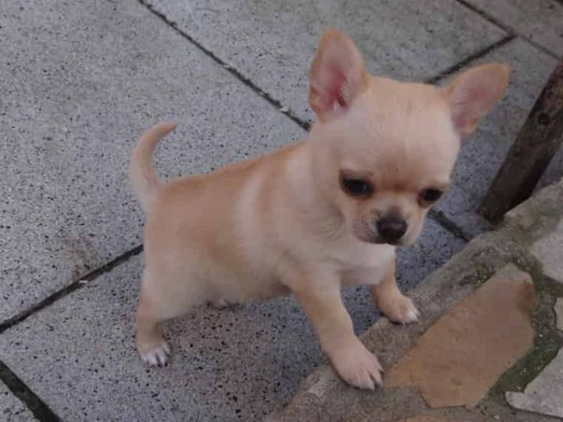  Regalo cuccioli di chihuahua Mini toy