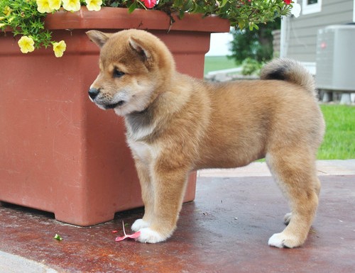  REGALO due cuccioli di Shiba Inu per l'adozione