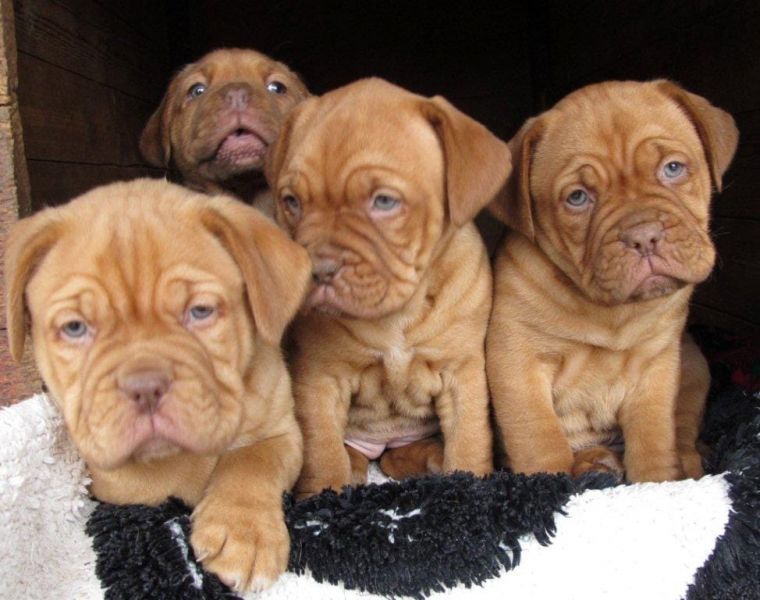 Cuccioli di dogue bordeaux  ( Gratis )