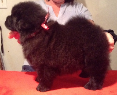  cuccioli di CHOW  CHOW  ( Gratis )