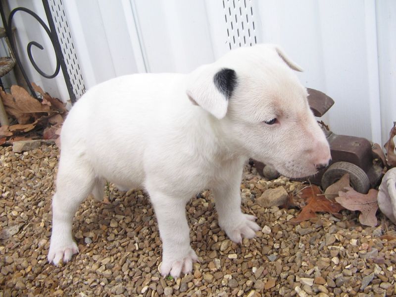  adorabili cuccioli di bull terrier femminucce e maschietti disponibili .