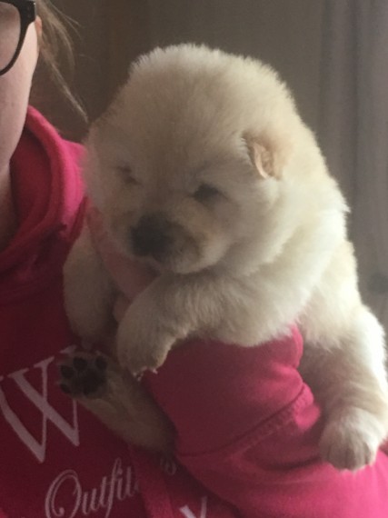 Adorabili cuccioli di chow chow femminucce e maschietti disponibili