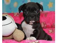 Bulldog Francese