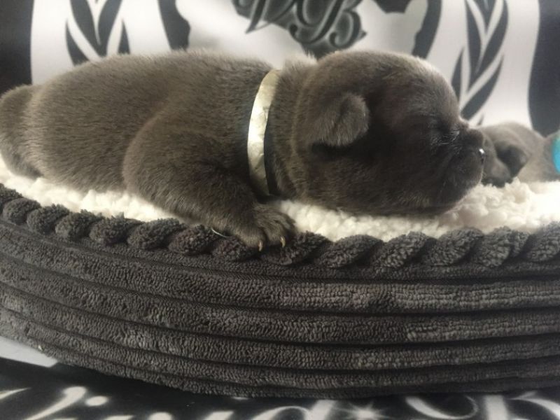 Buldogue frances