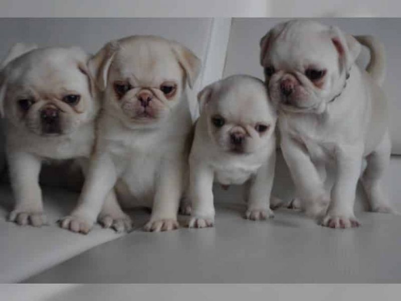  REGALO Cuccioli di Calino