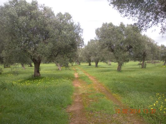 Terreno di 7 ettari