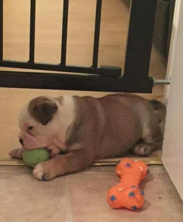 Bella Bulldog inglese cuccioli