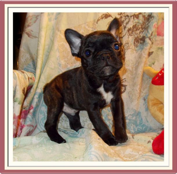 Buldogue frances