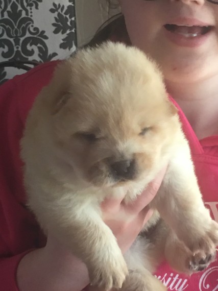 Adorabili cuccioli di chow chow femminucce e maschietti disponibili