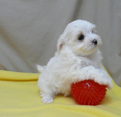  REGALO Dolci cuccioli Maltese per l'adozione