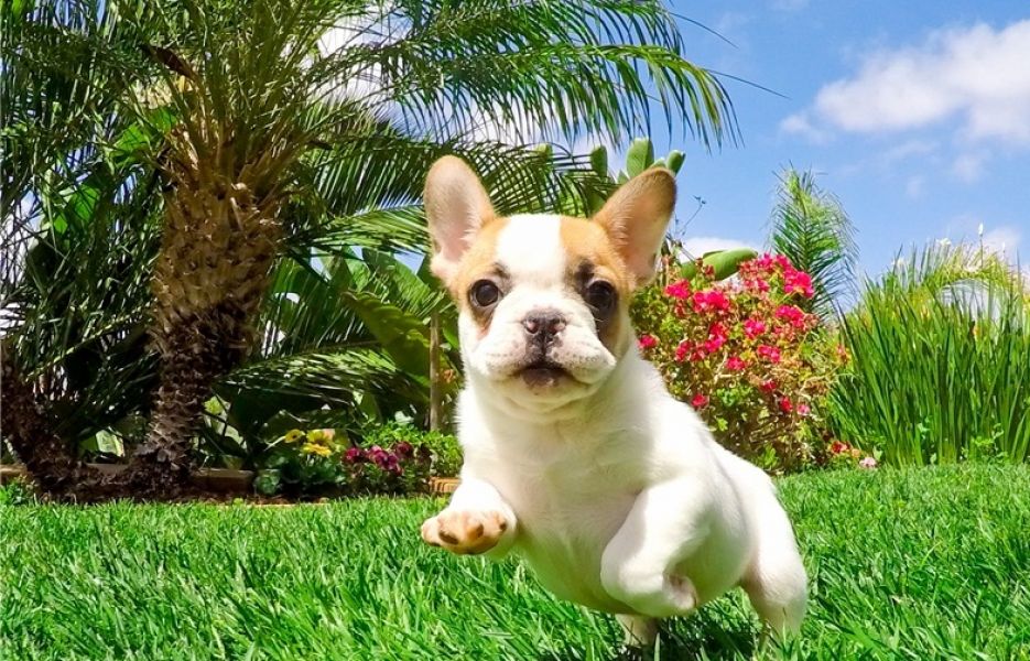  REGALO Cuccioli di Bulldog Francese