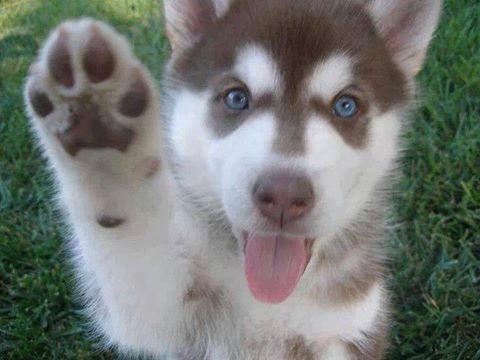 Cuccioli di Sibarian husky  ( Gratis )