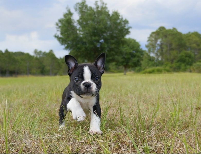  Regalo Cuccioli di Cane a Bulldog Francese