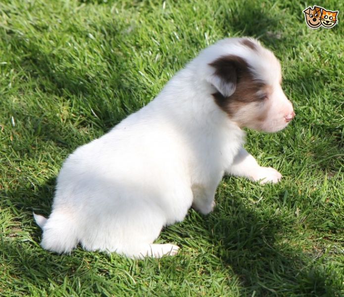  adorabili cuccioli di border collie femminucce e maschietti disponibili .
