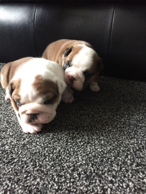 Bella Bulldog inglese cuccioli