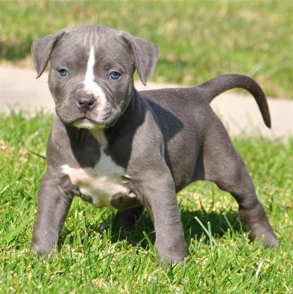  Regalo Cuccioli di Pitbull