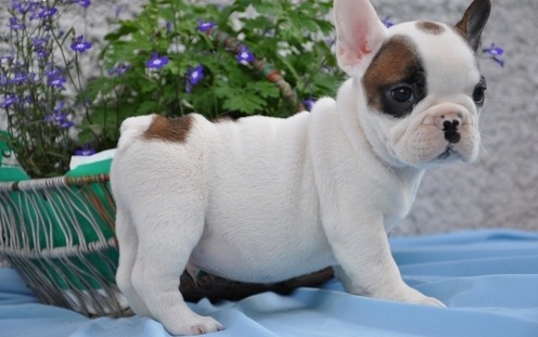  REGALO Cuccioli di Bulldog Francese