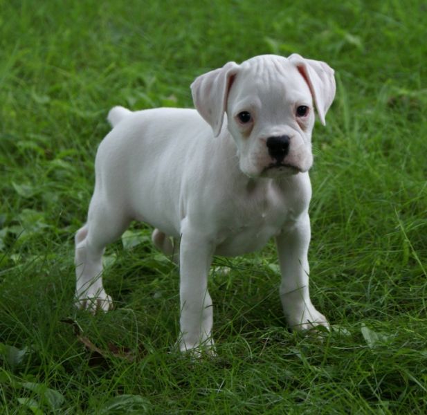  REGALO Estremamente carino cuccioli di boxer per l'adozione