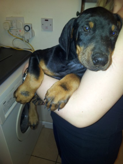   Regalo adorabili cuccioli Dobermann femminucce e maschietti disponibili