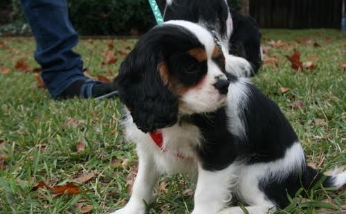 Cuccioli di Cavalier King Charles Spaniel