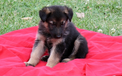   Regalo cuccioli pastore tedesco