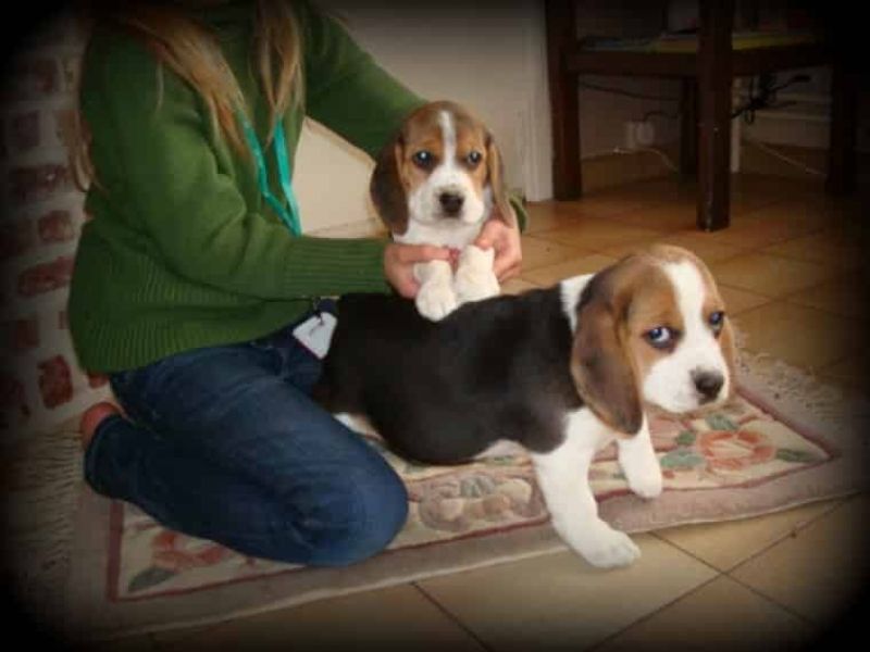 REGALO Cuccioli dolce e bella Beagle