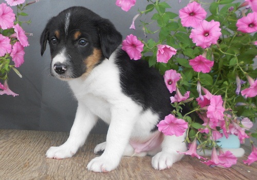  adorabili cuccioli di border collie in regalo