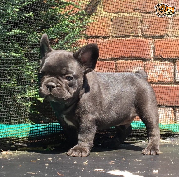 REGALO Cuccioli di Bulldog Francese