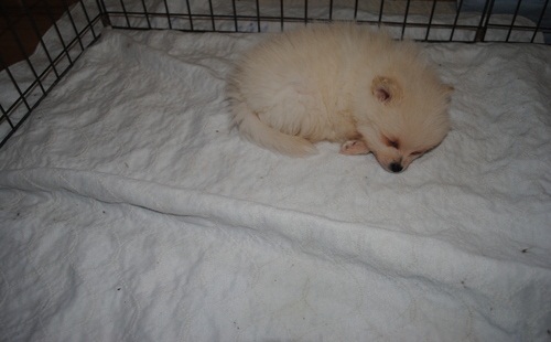 Bellissimi cuccioli di Volpino Pomerania