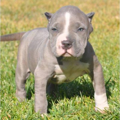 Cuccioli Pitbull Regalo Varese Serial Number Adobe Premiere Pro Cs3