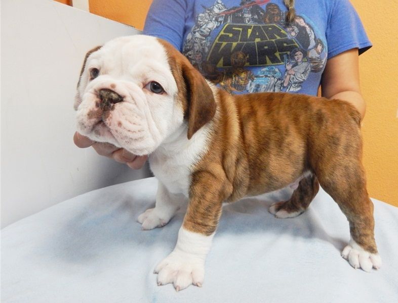  Regalo Bulldog inglese cuccioli disponibili