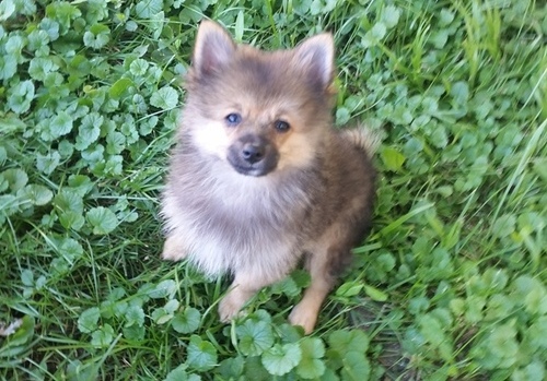  cuccioli di volpino pomeranian  ( Gratis )