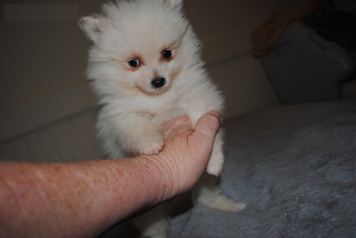Bellissimi cuccioli di Volpino Pomerania
