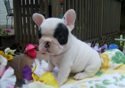  cuccioli di Bulldog Francese per adozione ( regalo  )