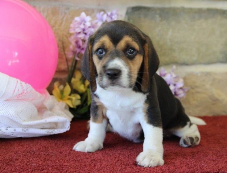  REGALO Cuccioli dolce e bella Beagle