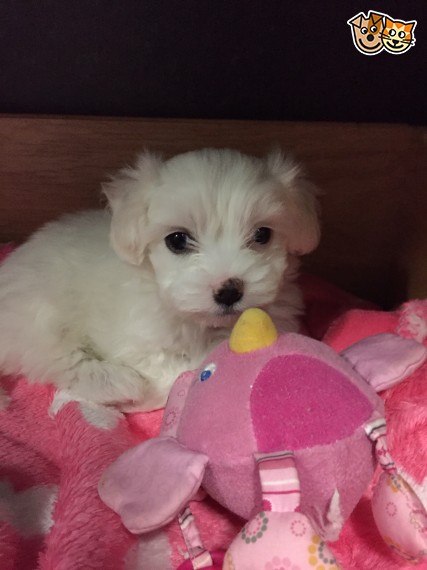 REGALO dolci cuccioli maltese per l'adozione