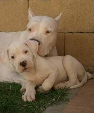 Cuccioli dogo argentino con pedegree
