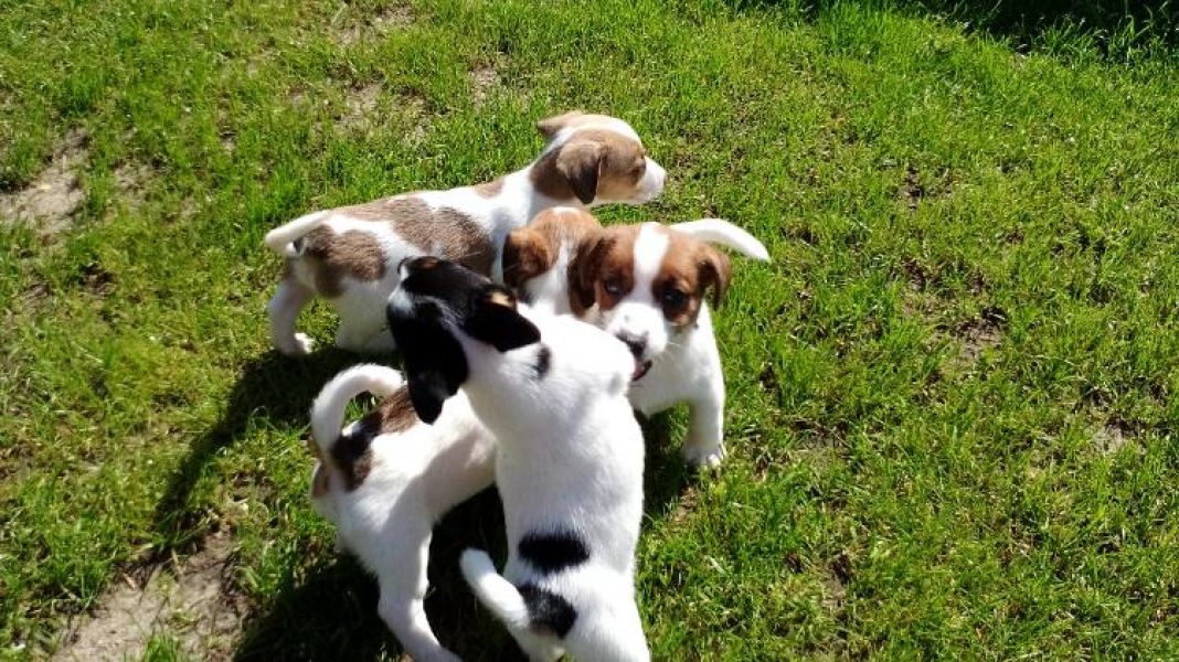 Cuccioli di jack russel ( Gratis )