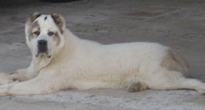 Cuccioli di Pastore dellasia centrale alta genealogia vendesi