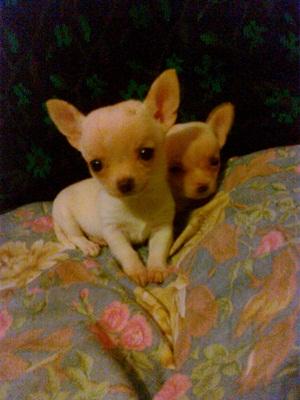 Cuccioli Di Piccola Taglia In Regalo Calabria Prezzo Più Basso