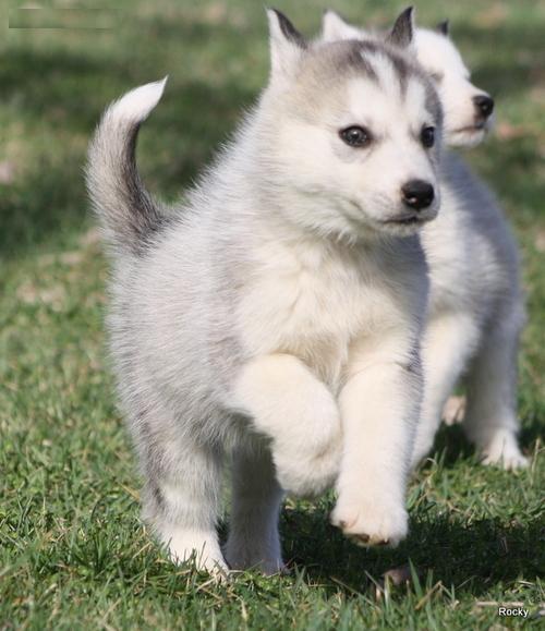  Regalo Siberian Husky cuccioli,