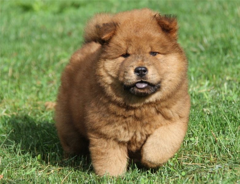  adorabili cuccioli di chow chow femminucce e maschietti 