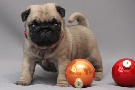  Bellissimi cuccioli carlino