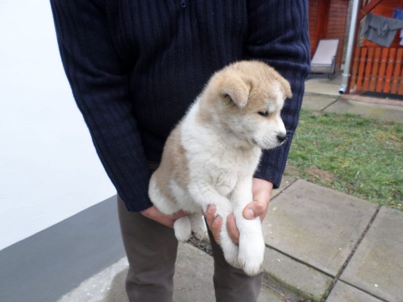 Cuccioli di akita-inu  ( Gratis )