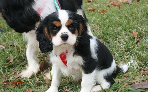 Cuccioli di Cavalier King Charles Spaniel