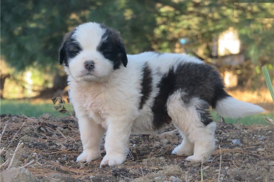 Regalo adorabili cuccioli san bernardo.....