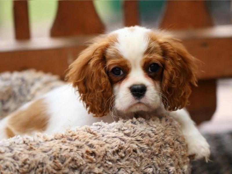  cuccioli di cavalier king femminucce e maschietti 