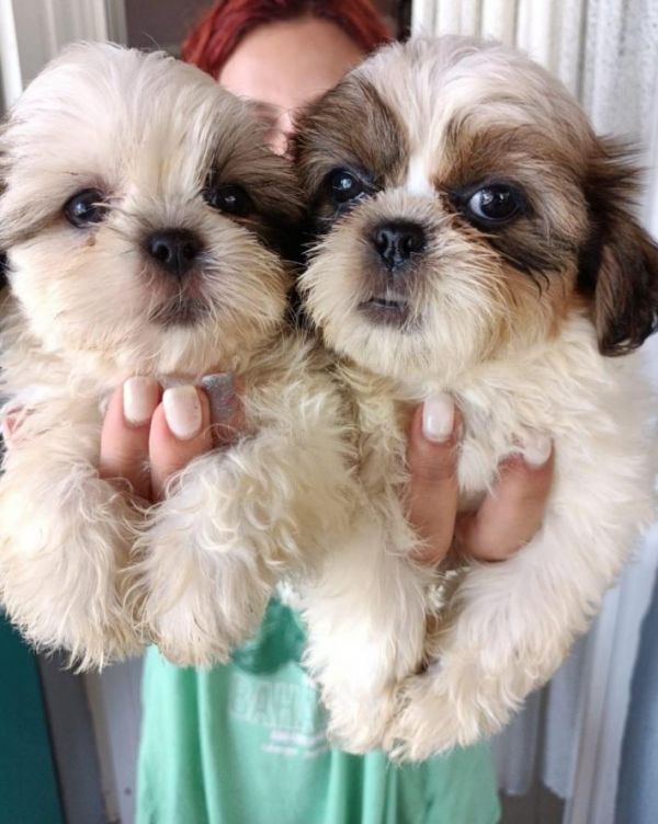 Bellissimi cuccioli di Shih Tzu