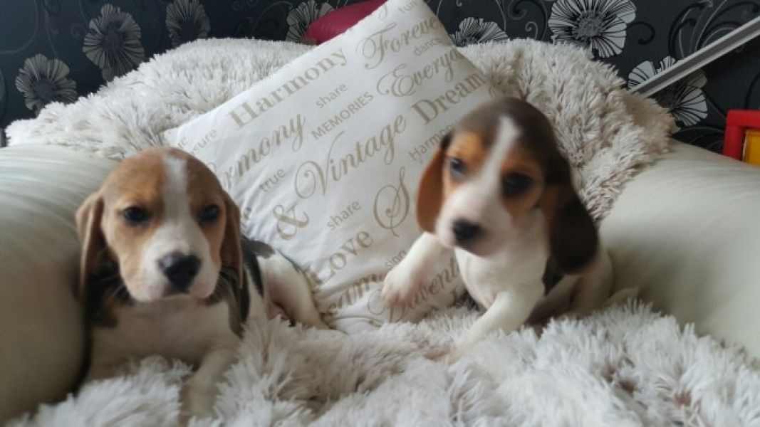 Regalo beagle cuccioli  Disponibili splendidi cuccioli di beagle di prestigiosa genealogia seleziona