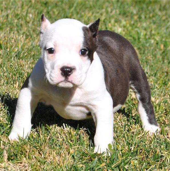  Regalo Cuccioli di Pitbull